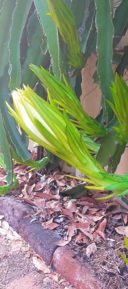 Buds about to open